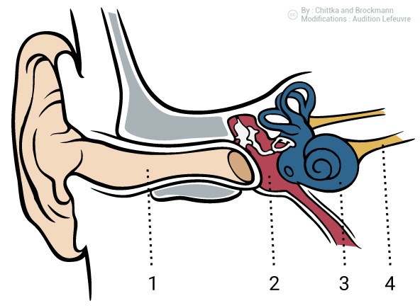 Comprendre-l-audition-Anatomie-Oreille